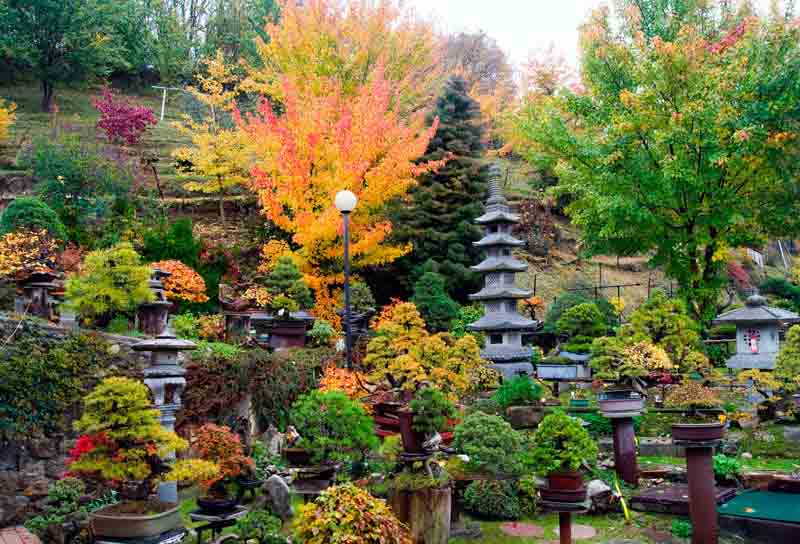 Poesia senza voce nel Giardino Museo Bonsai della Serenit.